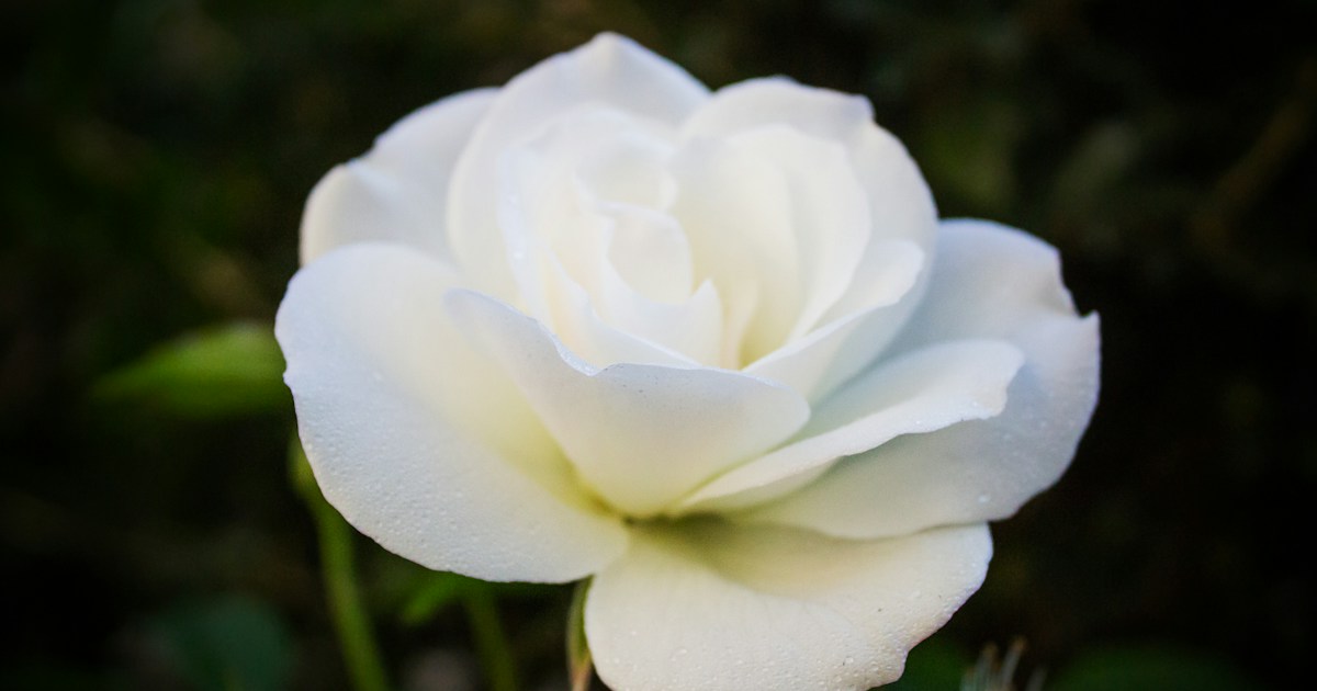 Rosa blanca con gotas de agua: eco visual del poema de José Martí sobre una amistad que no se encierra. Fotografía de Celestine Ngulube, Unsplash.