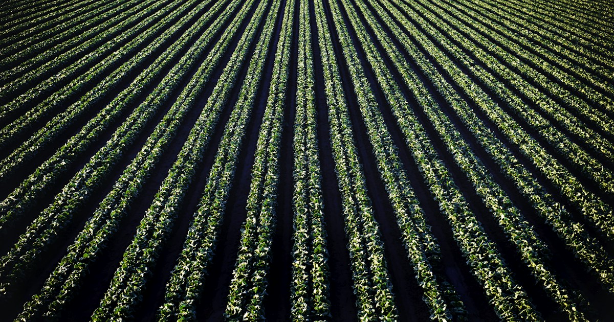 Surcos verdes en un campo iluminado por el sol: imagen evocadora del camino y el trabajo perseverante.