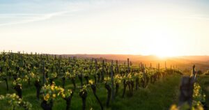 Hileras de un viñedo iluminadas por la luz del atardecer. Fotografía de Boudewijn Boer, Unsplash.