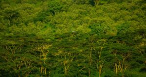 Colina verde con árboles y ganado; fotografía ilustrativa de un paisaje rural, no de los proyectos del estudio