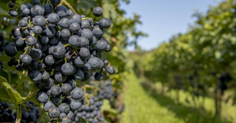 Racimo de uvas en una viña, fotografía contemporánea de Rudolf-Peter Bakker.